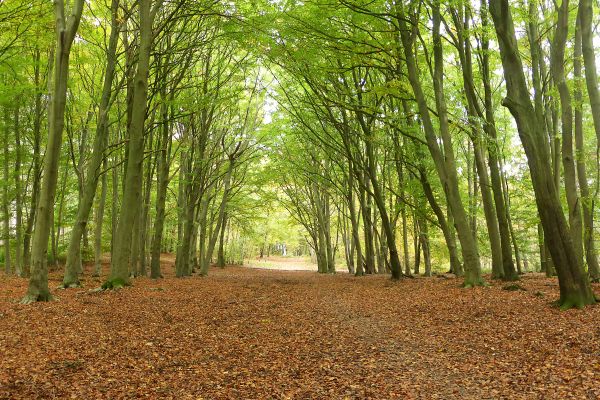 Boughton Break Wood